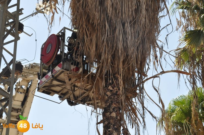 cat lud 910 (18).JPG